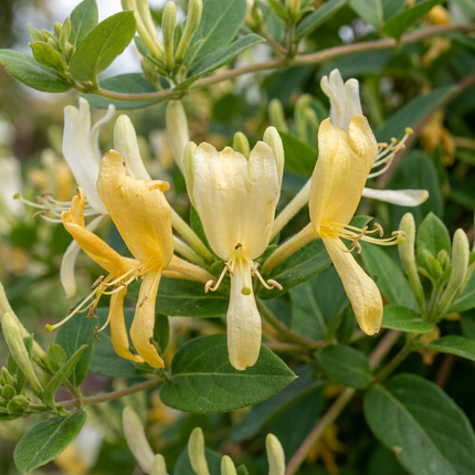 Lonicera jap. 'Halliana' - Japanse kamperfoelie 6x - Wit - Geel - Klimplant - Ø9cm - ↕35cm