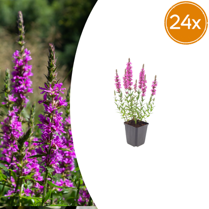 Salicaria grande - Lythrum salicaria - ↕10-25cm - Ø9cm - 24x