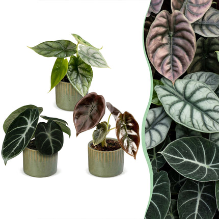 Baby Alocasia Tricolour 3x - Rood - Groen - Zwart - Tropisch - incl. Linnea Olive - Ø6cm - ↕12cm