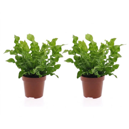 Asplenium Crispy Wave - Asplenium Crispy Wave - 2x - Pot 12cm - Hoogte - 30cm