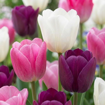 280x Tulipa Pastel mix - Bloembollen - Pastel tulp mix - Diversen - Voorjaarsbloeier - Bolmaat 11/15