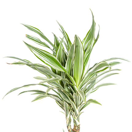 Dracaena Deremensis White Stripe met mand - ↕130-150cm - Ø24cm