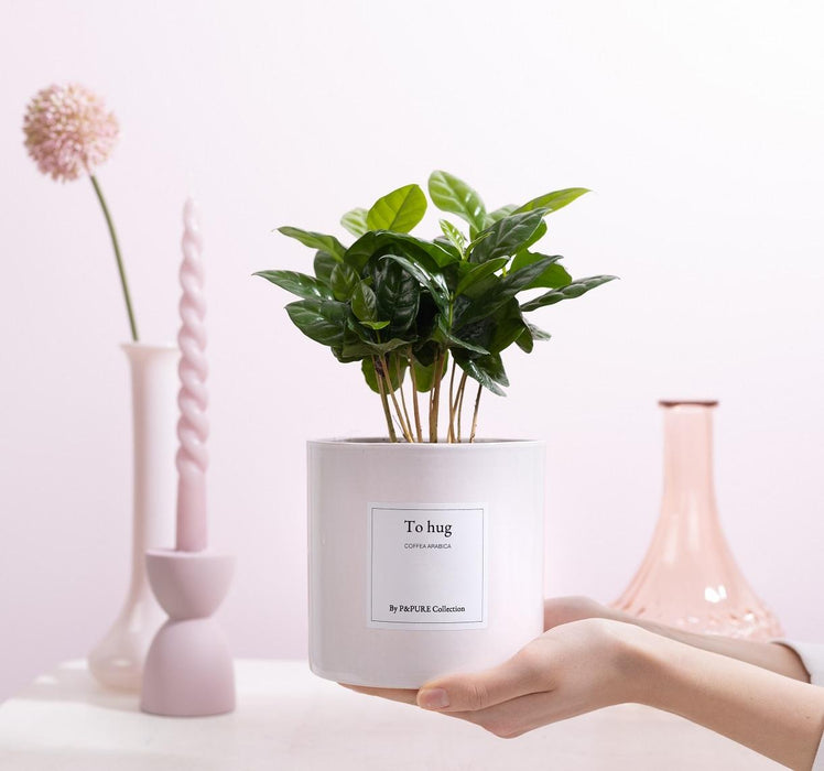 Coffea Arabica Gift "To Hug" met wenskaart - Ø12cm - ↕20cm