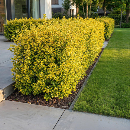 Ligustrum ovalifolium Aureum - Bontbladige Liguster - 16x Haagplanten - Groenblijvend - Bont - Pot 9cm - Hoogte 35-45cm