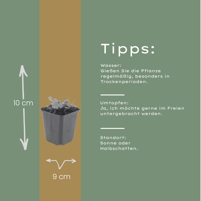 12x Geranium sang. 'Max Frei' - ↕10-25cm - Ø9cm