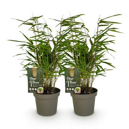 Bambù non invasivo - Fargesia rufa - ↕35cm - Ø14cm - 2x