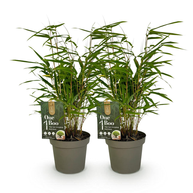 Bamboe Niet Woekerend - Fargesia rufa - ↕35cm - Ø14cm - 2x