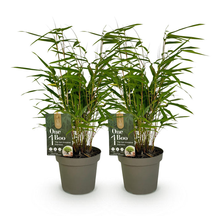 Bamboe - Fargesia rufa - Groen - 2 Planten - Bladhoudend - Niet Woekerend- Pot 14cm Hoogte 35cm