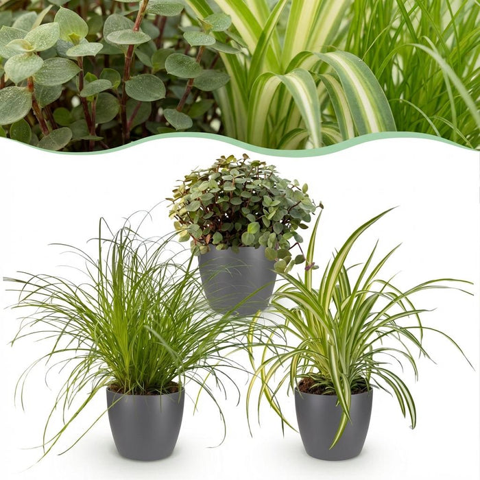 Plantenbox - Cyperus - Callisia - Chlorophytum - met grijze plantenpot - ↕20cm - Ø12cm - 3x