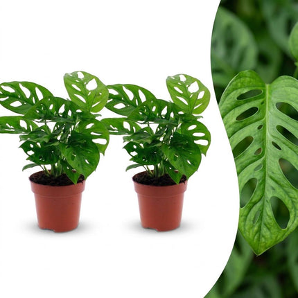 Monstera Adansonii - Rhaphidophora Tetrasperma - 2x - Pot 12cm - Hoogte - 25cm