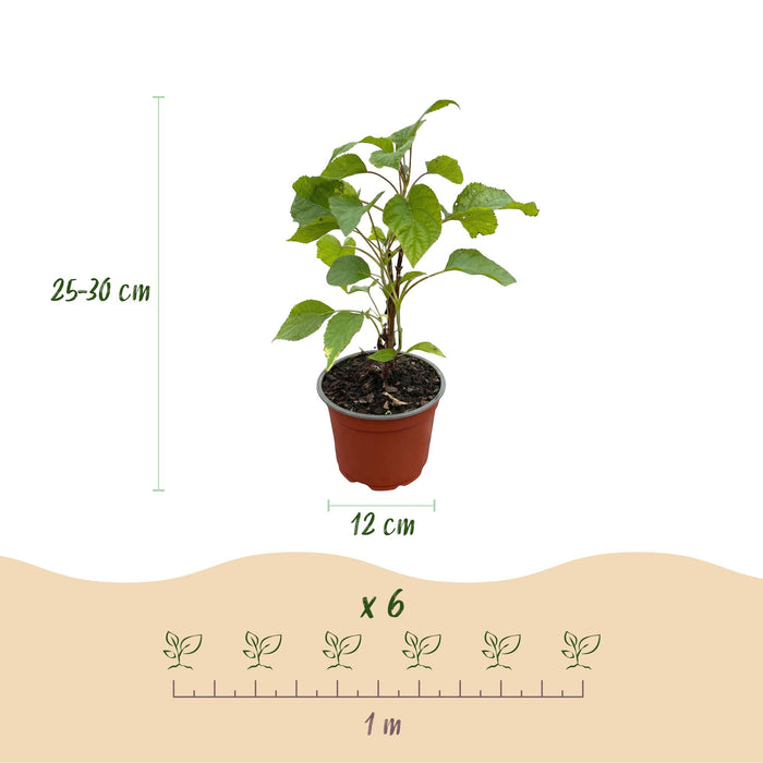 Hydrangea arborescens Annabelle - Pluimhortensia - Winterhard - Wit - 3 Planten - Pot 12cm - Hoogte Hoogte 20-30cm
