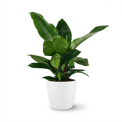 Philodendron Imperial Green - met witte pot - ↕65cm - Ø19cm