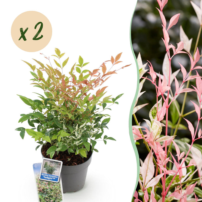 Nandina Twilight - Bont & Roze - 2 Planten - Groenblijvend - Weinig Onderhoud - Pot 17cm Hoogte 45cm