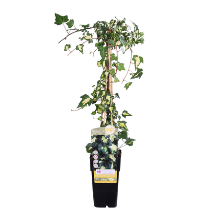 Hedera Colchica 'Dentata Variegata' - Klimop - ↕65cm - Ø15cm