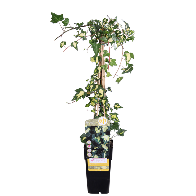 Hedera Colchica 'Dentata Variegata' - Klimop - ↕65cm - Ø15cm