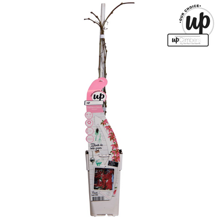 Parthenocissus henryana - Parra virgen - ↕65cm - Ø15cm