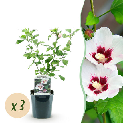 Hibiscus syriacus Hamabo - Tuin Hibiscus - Wit - Roze - ↕45cm - Ø17cm - 3x