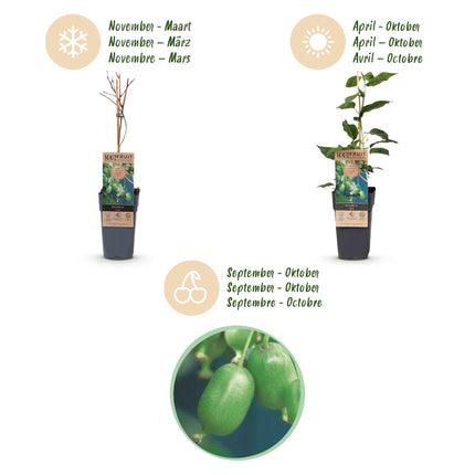 Acitinidia arguta Issai - Planta de kiwi - Autopolinizante - Fruto verde - 2 plantas - Maceta de 15 cm - Altura: 50 cm