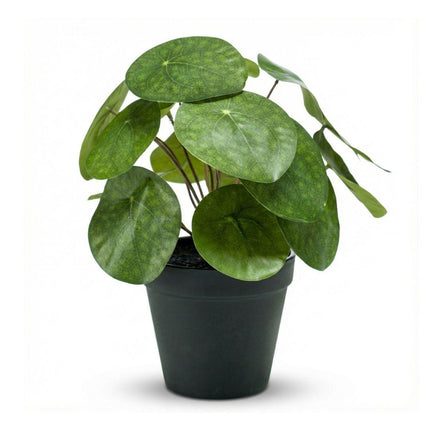 Artificial Pilea bush plant in black pot - ↕25 cm