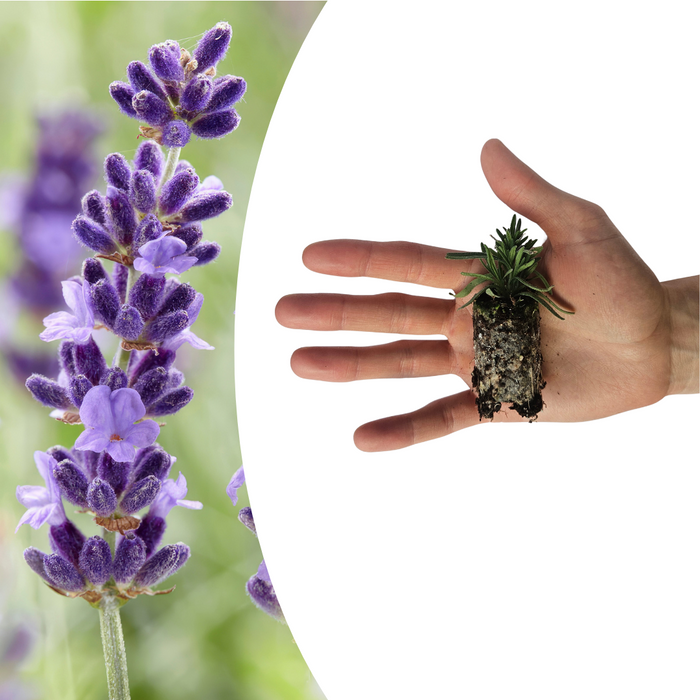 Lavandula 'Hidcote' – 6 Pluggen | Kweek & Geniet van Prachtige Lavendel