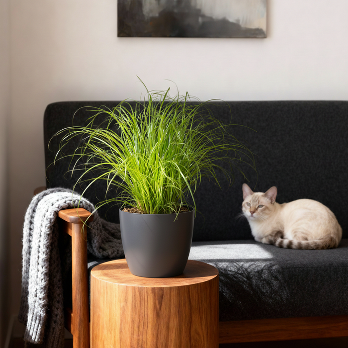 Cyperus alternifolius Zumula - Kattengras - met grijze plantenpot - ↕20cm - Ø12cm