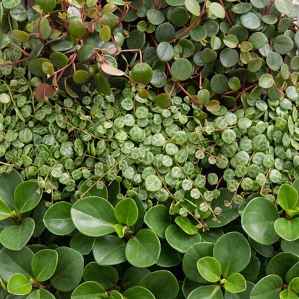 Baby Peperomia Mix 3x - Groen - Rood - Tropisch - incl. Linnea Honey - Ø6cm - ↕5-15cm