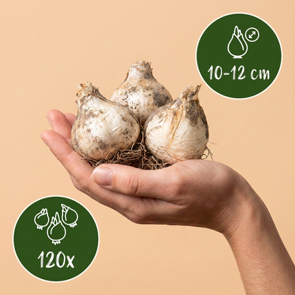 120x Allium Christophii - Bloembollen - Sterrenlook - Paars - Zomerbloeier - Bolmaat 10/12