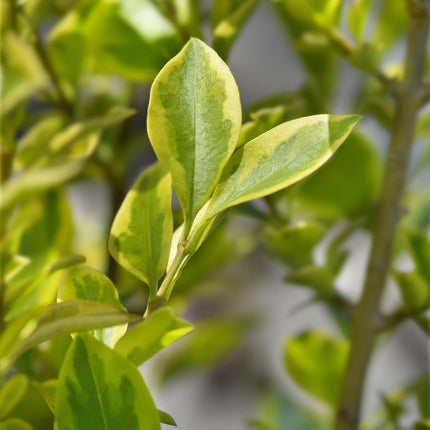 Ligustrum ovalifolium Aureum - feuilles jaune-vert - 8 plants - 1 mètre linéaire - persistant - pot de 9 cm, hauteur 35-40 cm
