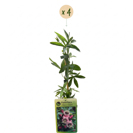 Passiflora Victoria - Passiebloem 4x - Rood - Roze - Klimplant - Ø9cm - ↕35cm
