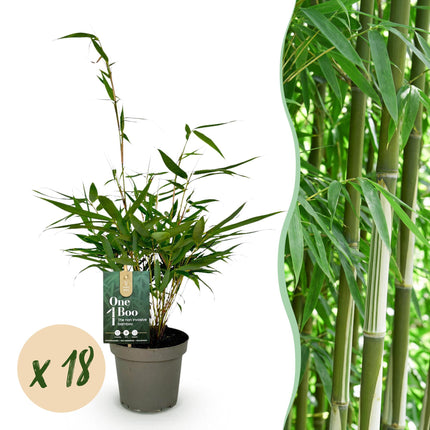 Bamboe - Fargesia robusta Pingwu - Niet Woekerend - Groen - ↕35cm - Ø14cm - 18x