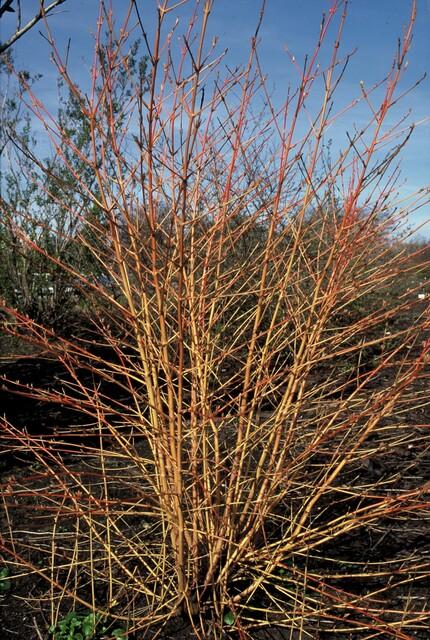 Cornus sanguinea 'Midwinter Fire' - Kornel - ↕10-25cm - Ø9cm - 60x