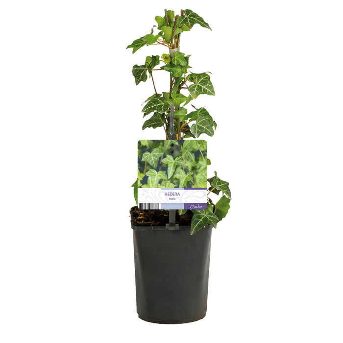 Hedera Helix - Blad groen - ↕40cm - Ø11cm - 2x