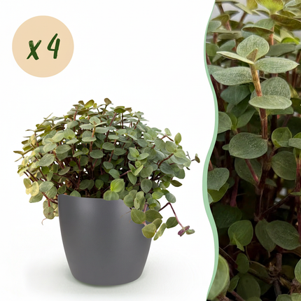Callisia repens - Skildpaddeplante - med grå urtepotter - ↕15-20cm - Ø12cm - 4x