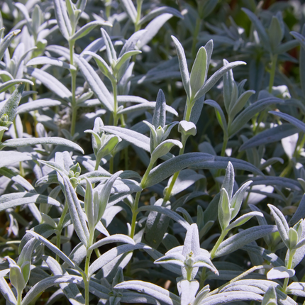 Cerastium tomentosum - Filtet hornblomst - ↕10-25cm - Ø9cm - 6x