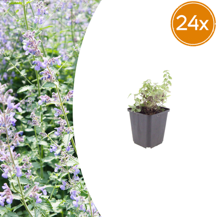 Nepeta faassenii - Kattenkruid - ↕10-25cm - Ø9cm - 24x