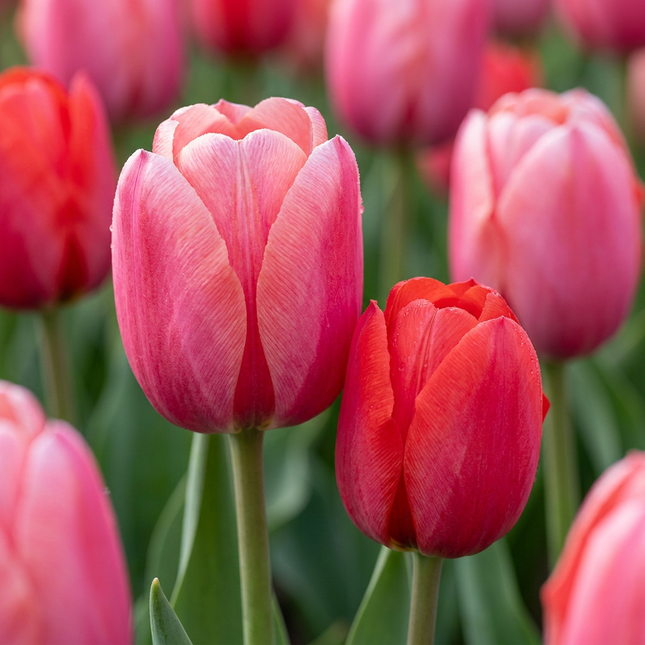 160x Tulipa Pink - Red - Bloembollen - Tulp - Roze en Rood - Voorjaarsbloeier - Bolmaat 10/12