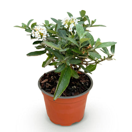 Buddleja davidii Butterfly Candy Little White - Vlinderstruik - Compact - Wit - ↕20-25cm - Ø12cm
