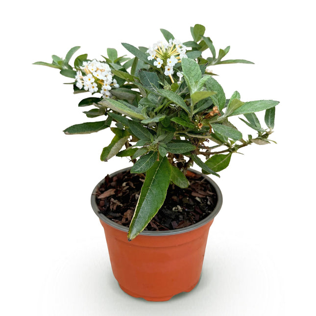 Buddleja davidii Butterfly Candy Little White - Arbusto delle farfalle - Compatto - Bianco - ↕20-25cm - Ø12cm