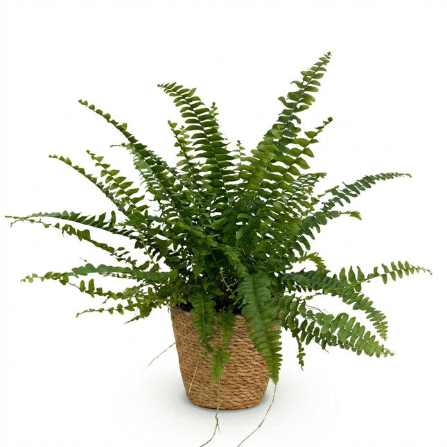 Nephrolepsis exaltata Green Lady - Felce - con cestino - ↕25cm - Ø12cm