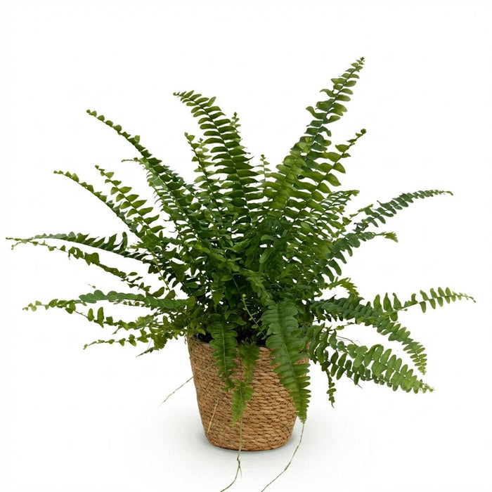 Nephrolepsis exaltata Green Lady - Varen - met Mand - ↕25cm - Ø12cm