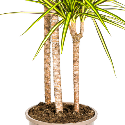 Dracaena Marginata Sunray con cesta - ↕130-150cm - Ø24cm