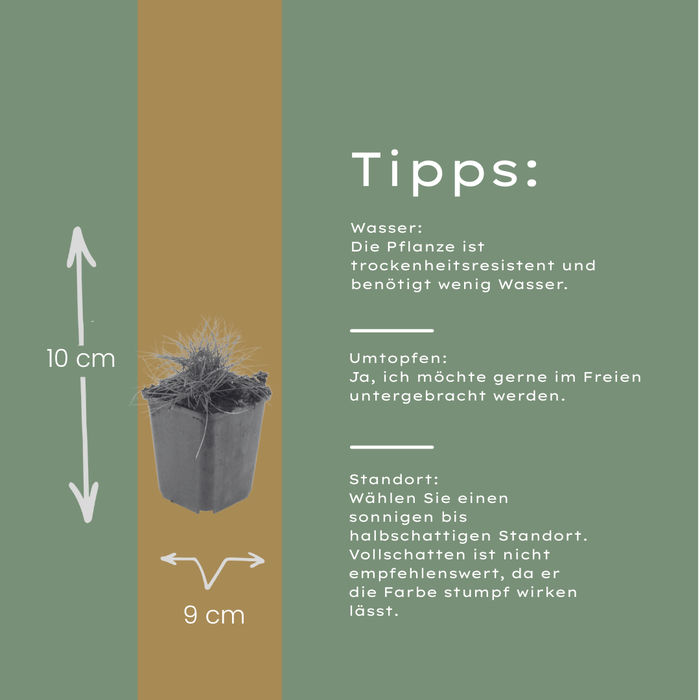 12x Festuca gautieri - ↕10-25cm - Ø9cm