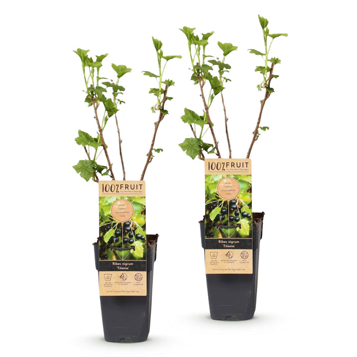Ribes nigrum Titania - Pianta da bacche - Resistente - Ribes nero - 2 piante - Vaso 15 cm - Altezza 50 cm