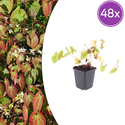 Epimedium youngianum 'Niveum' - Elfenbloem  - ↕10-25cm - Ø9cm - 48x