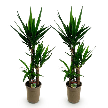 Yucca Elephantipes - ↕100cm - Ø21cm - 2x