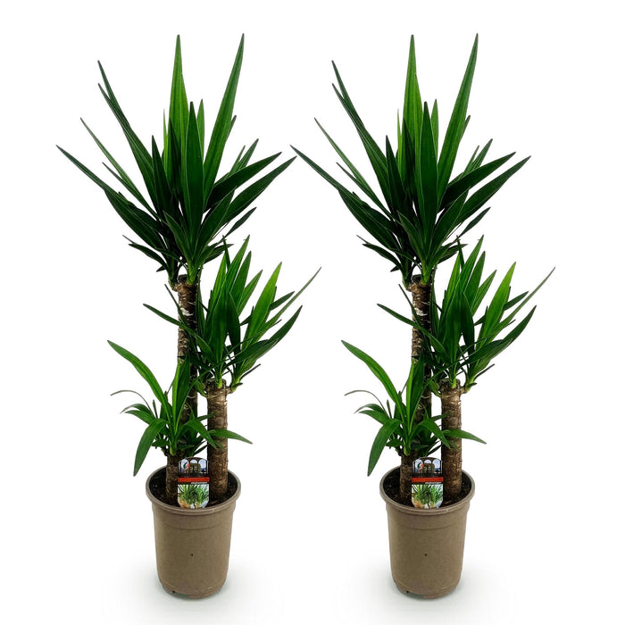 Yucca elephantipes - ↕100cm - Ø21cm - 2x