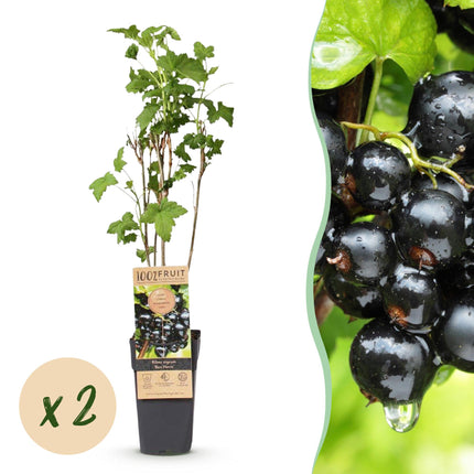 Ribes nigrum Ben Nevis - Bessenplant - Zwarte Bes - ↕50cm - Ø15cm - 2x