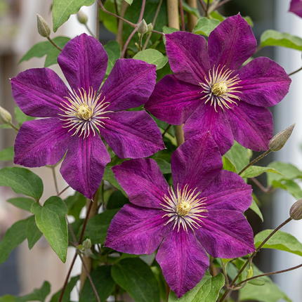 Clematis Rouge Cardinal - Bosrank Rode Kardinaal 4x - Rood - Klimplant - Ø9cm - ↕35cm