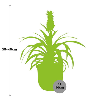 Ananas Mi Amigo - Pianta di ananas - in elho Vibes Fold Ø14cm rosa