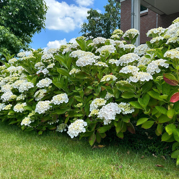 Hortensia - Hydrangea macrophylla Wit - Bloem Wit - 3 Planten - 1 m2 - Bladverliezend - Weinig Onderhoud - Pot 17cm Hoogte 30cm